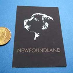 Newfoundland Dog Poster